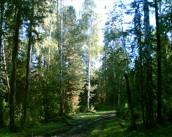 В лесу Усть-Кокса Куйгук